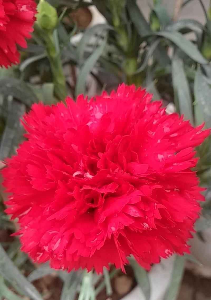 33束红色康乃馨代表什么？它的花语有哪些？