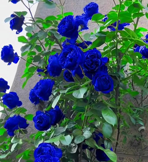 蓝色花姬的花语代表什么？
