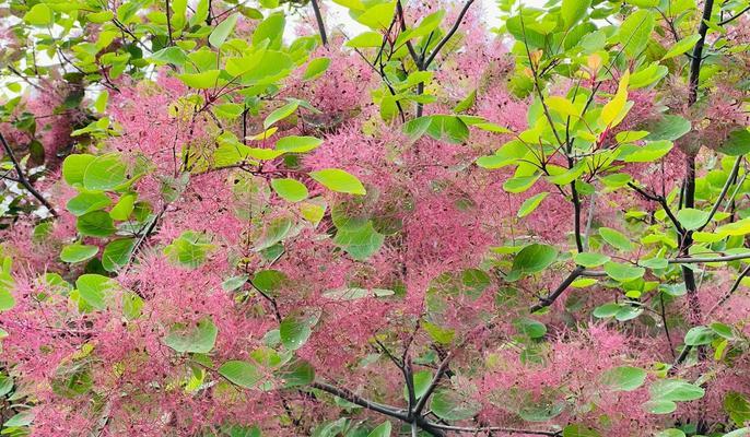 红叶黄栌的花语代表什么？