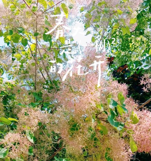 红叶黄栌的花语代表什么？