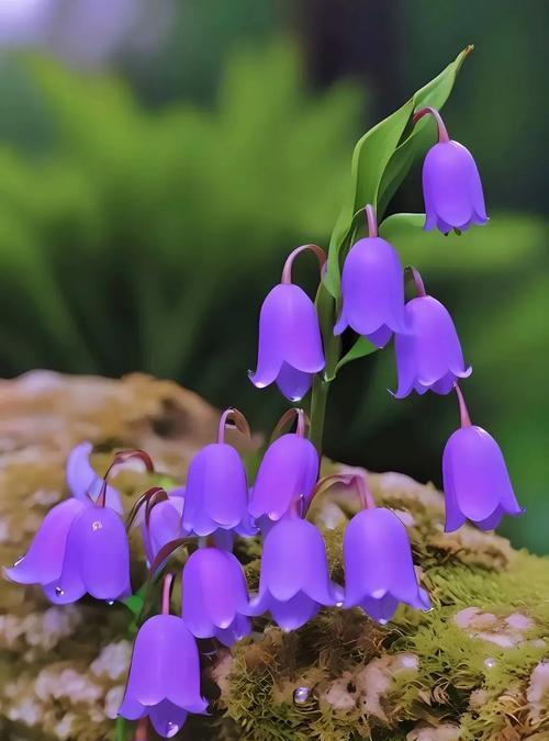 花语留芳通常表达什么情感？
