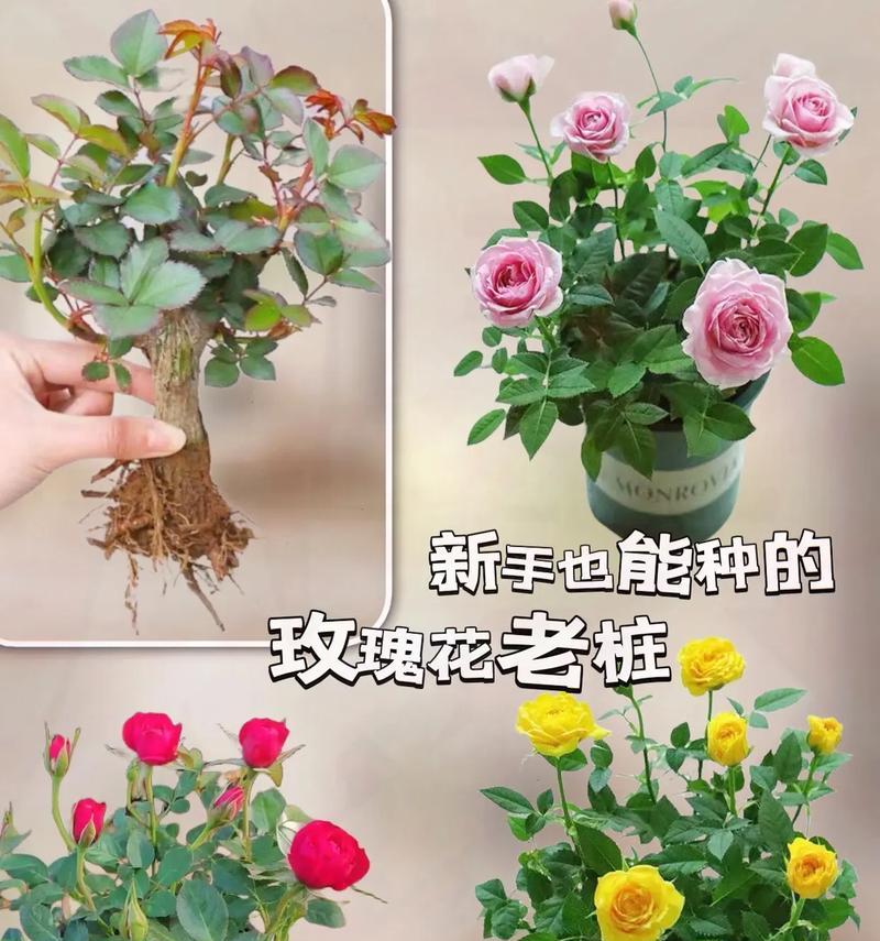 种的玫瑰花品种是什么颜色？如何辨别和选择玫瑰花的颜色？