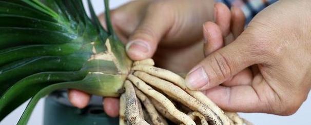 君子兰蔫掉花苞不开花是什么原因？如何解决？