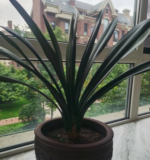 君子兰蔫掉花苞不开花是什么原因？如何解决？