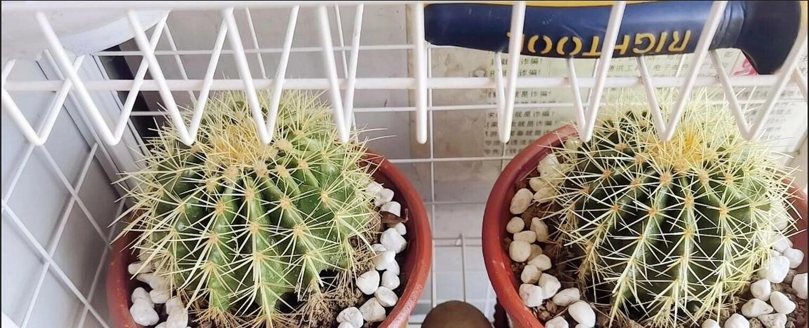 仙人球大号金虎栽在什么花盆好看？选择花盆有什么技巧？
