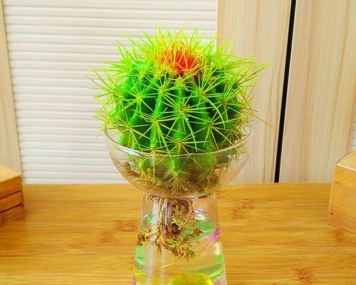仙人球大号金虎栽在什么花盆好看？选择花盆有什么技巧？