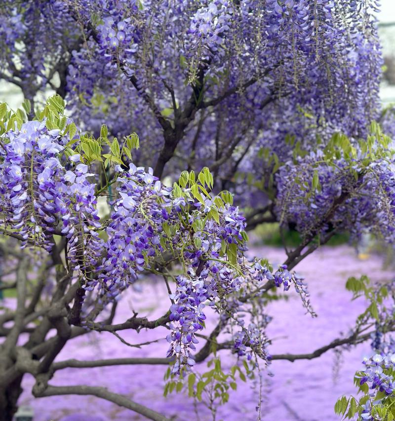 紫色花有哪些及其各自的花语是什么？