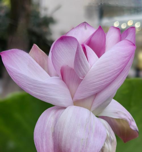 牡丹花不倒栽的养护方法是什么？