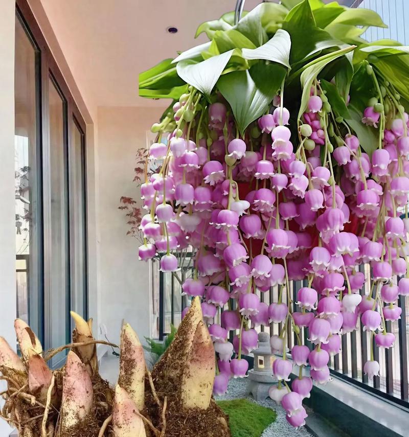 风铃铃兰的花语是什么意思？它的寓意有哪些？
