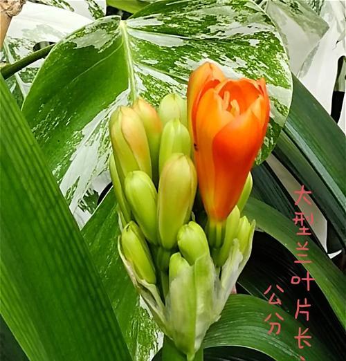君子兰退叶不开花的原因是什么？