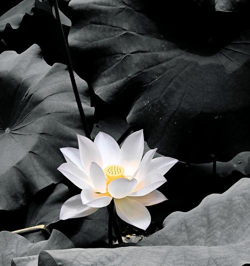 花语中的别名有何含义？它代表了哪种情感或愿望？