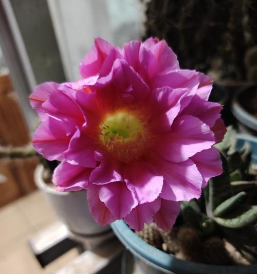 仙人球开花需要几年？原因是什么？