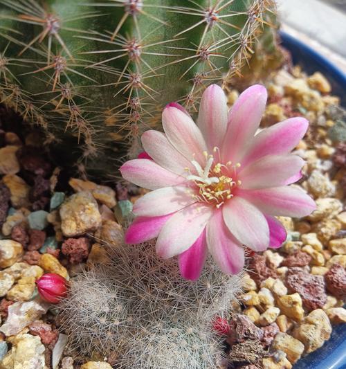仙人球开花需要几年？原因是什么？
