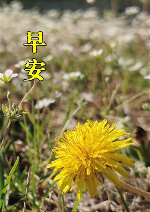 蒲公英花语精灵代表什么含义？