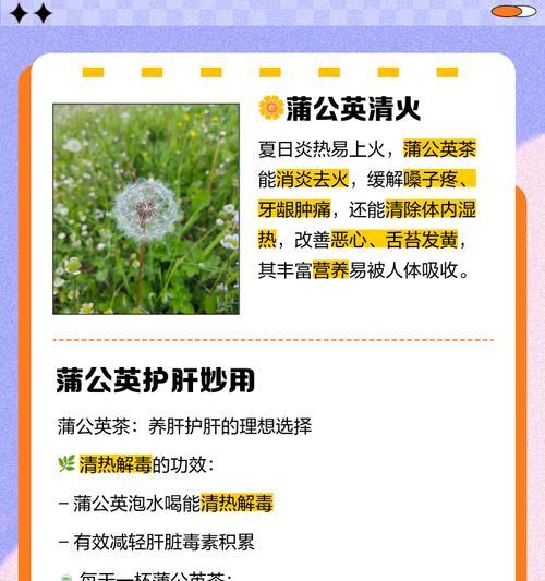 蒲公英花语精灵代表什么含义？