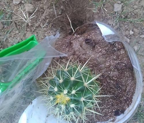 种植仙人球花最适合的土壤类型是什么？