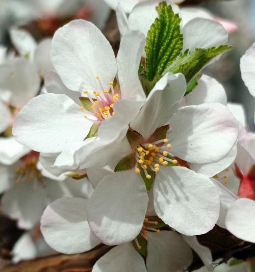 隐忍的花语代表了哪种情感？