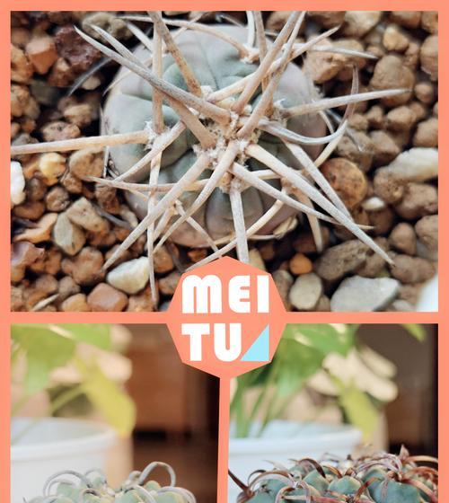 金针菇白星仙人球的种植步骤是什么？需要注意什么？