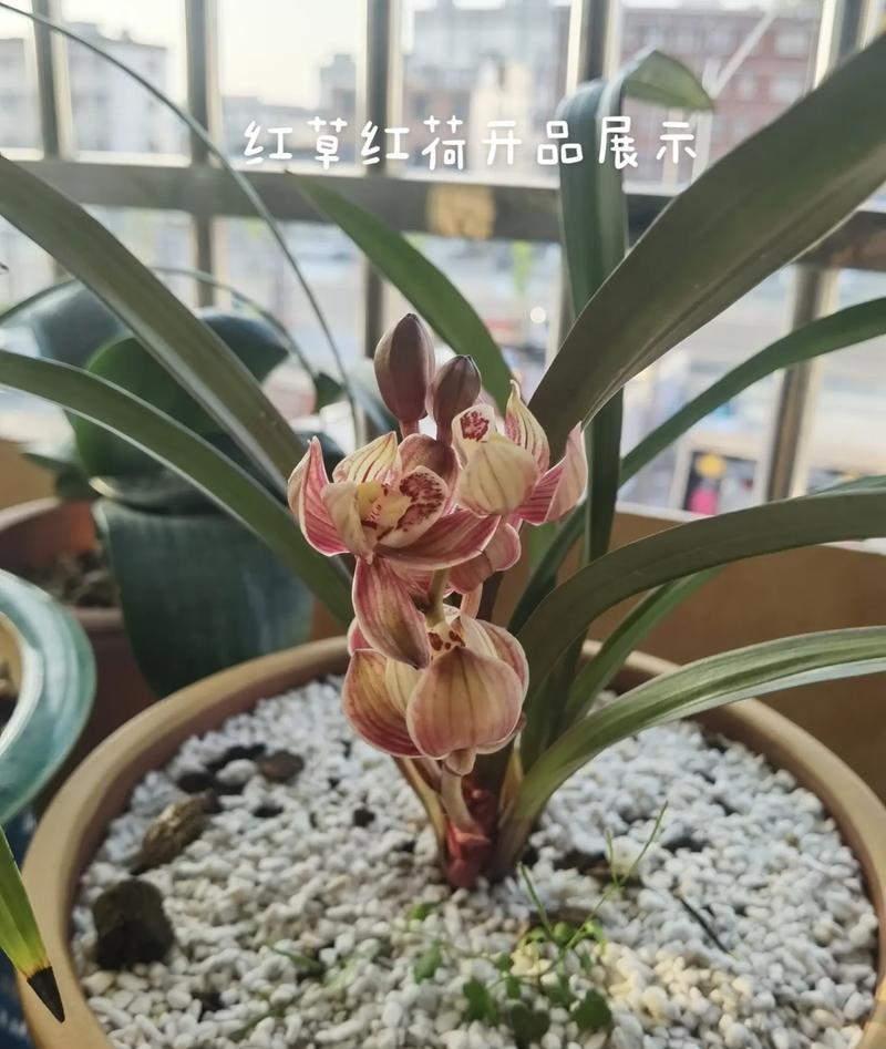 红荷根的花语有何深意？适合在什么场合使用？