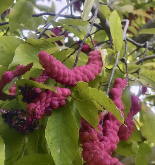 奇葩花朵有哪些独特的花语含义？
