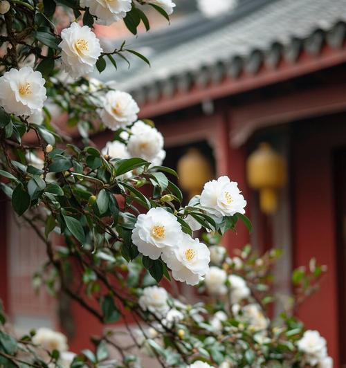 花语重新定义是什么意思？山茶花水晶花语是什么？