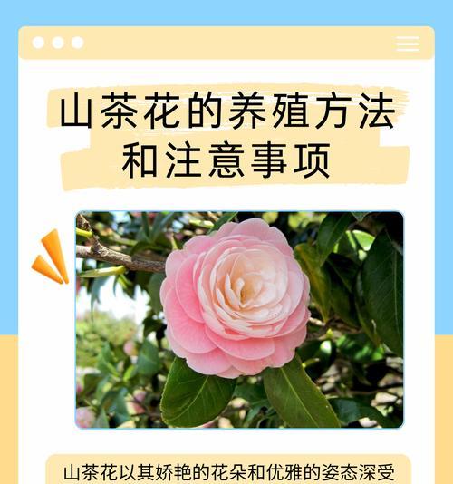 花语重新定义是什么意思？山茶花水晶花语是什么？