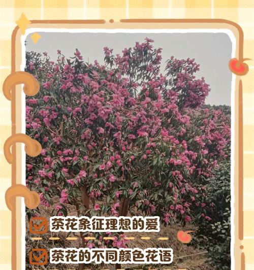 花语重新定义是什么意思？山茶花水晶花语是什么？