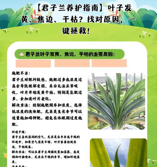 君子兰叶尖发黄代表了什么？