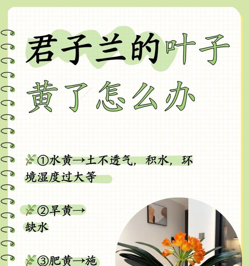 君子兰叶尖发黄代表了什么？
