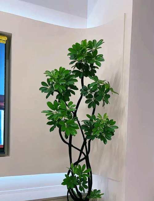 鸭脚筋花的花语有何特别含义？