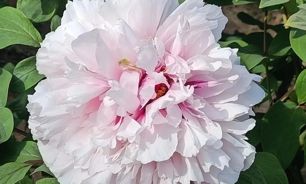 牡丹花的花瓣像什么？如何形容牡丹花的美丽？