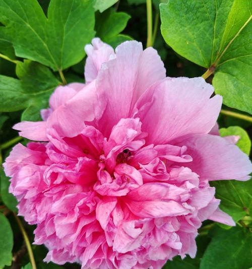 牡丹花的花瓣像什么？如何形容牡丹花的美丽？