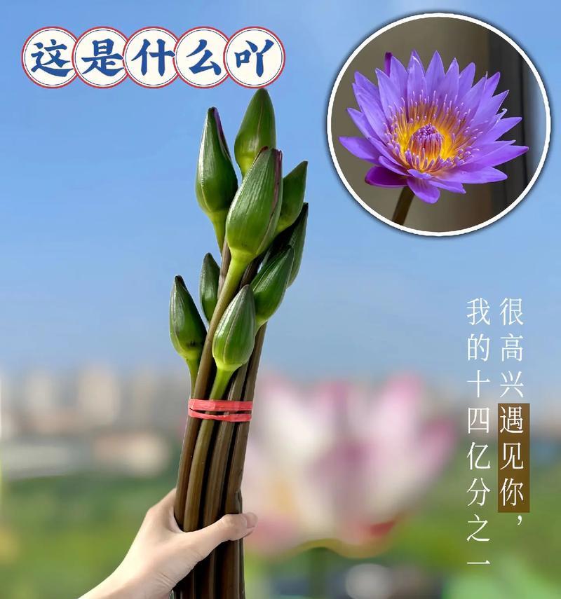 美人鲜花的花语是什么？美人鲜花象征着什么？