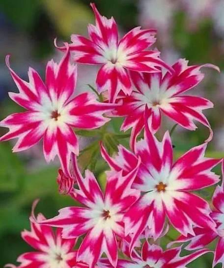 美人鲜花的花语是什么？美人鲜花象征着什么？