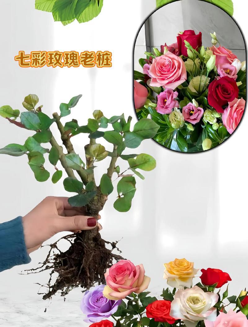 枯萎的红玫瑰为何仍能开花？原因是什么？