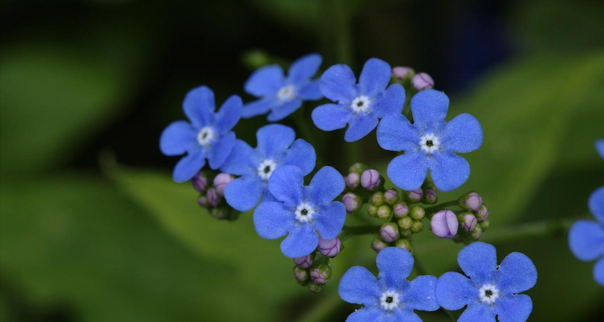 36朵小香风玫瑰代表什么？这种花语有何含义？