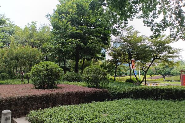 水泥地上种植仙人球的技巧是什么？如何确保其生长良好？