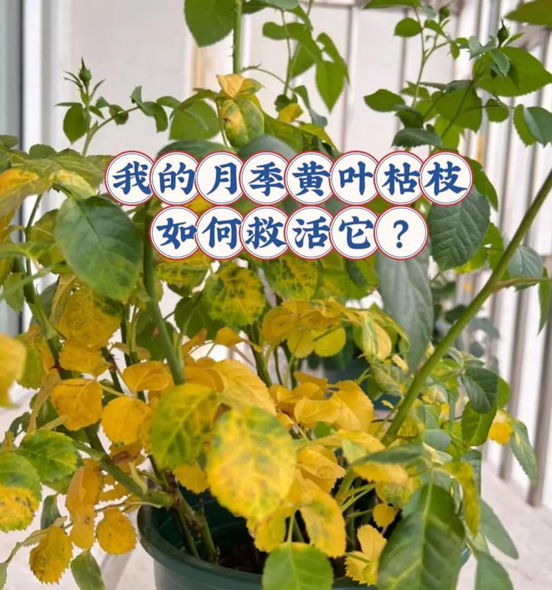 爱马斯玫瑰花的养护技巧有哪些？