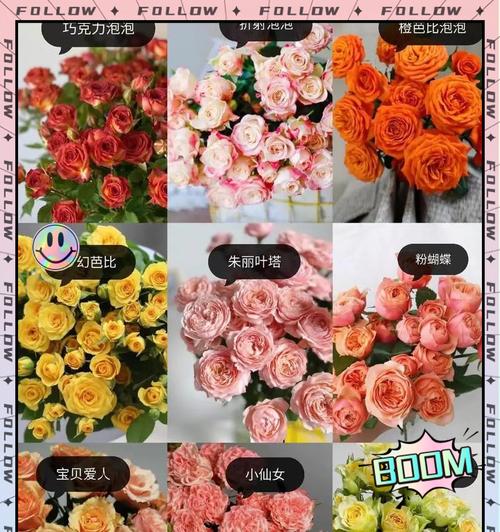 爱马斯玫瑰花的养护技巧有哪些？