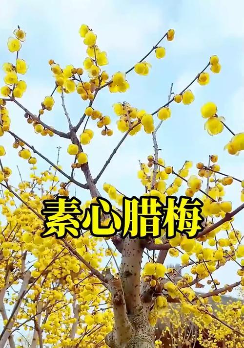 腊梅的花语有哪些？腊梅在文化中的象征意义是什么？