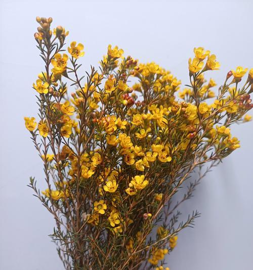 腊梅的花语有哪些？腊梅在文化中的象征意义是什么？