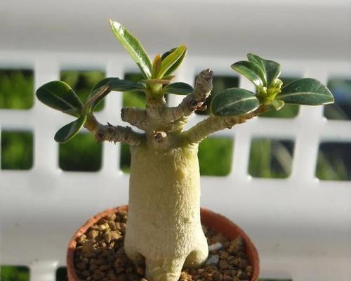 种植玫瑰花的泥土标准是什么？玫瑰花对土壤有哪些要求？
