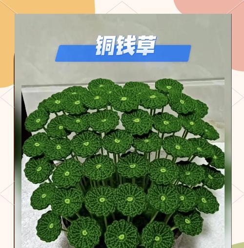 红钱草的花语有何含义？