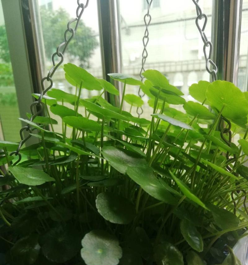 红钱草的花语有何含义？