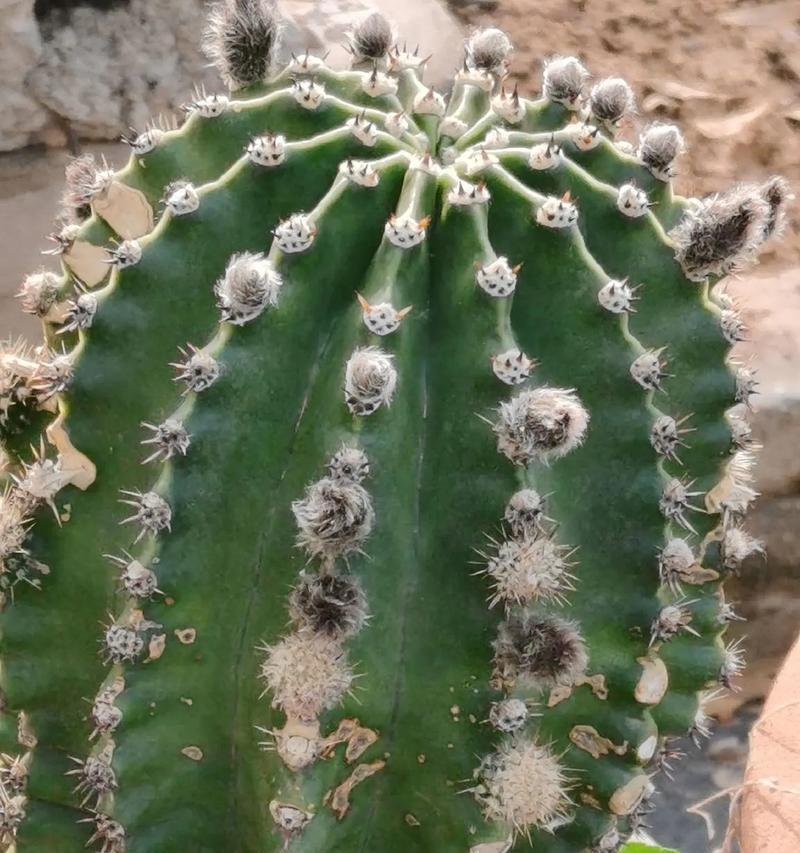 山西适合养哪些仙人球植物？如何选择适合的仙人球植物？