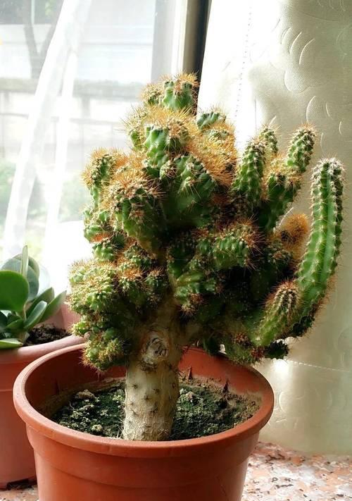 山西适合养哪些仙人球植物？如何选择适合的仙人球植物？