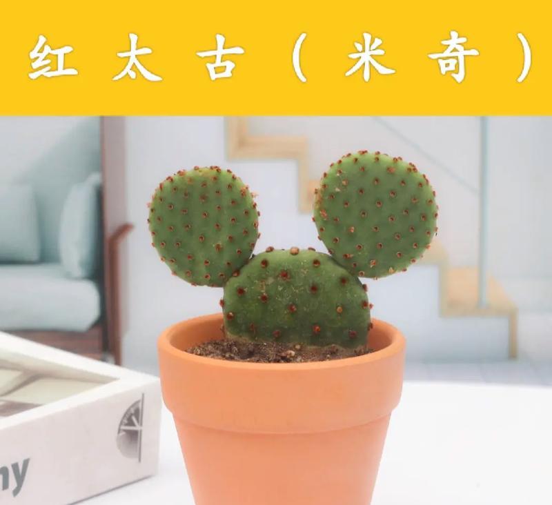 山西适合养哪些仙人球植物？如何选择适合的仙人球植物？