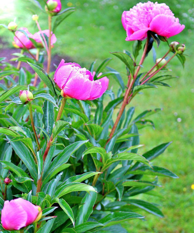 牡丹花在菜园种植需要注意什么？
