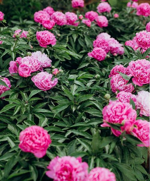 牡丹花在菜园种植需要注意什么？