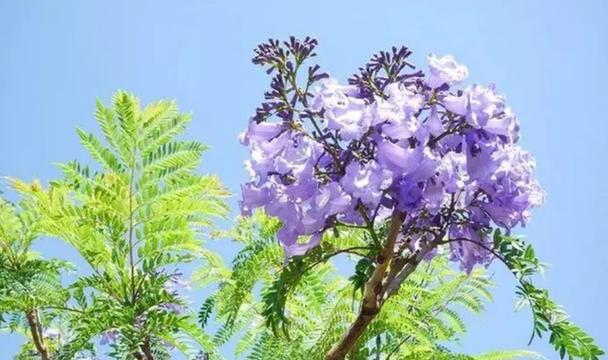 蓝木楹的花语是什么？它象征着什么？